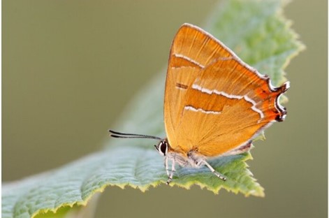 Sleedoornpage (Ecopedia)
